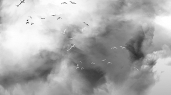Birds-in-a-storm