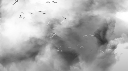 Birds-in-a-storm